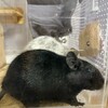 くろごまあん二世 181日目
