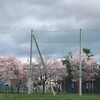 桜満開