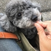 犬育て。