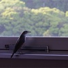 二足歩行する鳥と人間