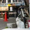 地元繁華街のねこさん