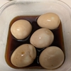 久々に煮卵を作ってみた！