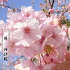 「河津桜まつり」が延長となりました、3/9まで！！