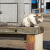 近隣繁華街のねこさん