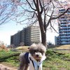 続・桜のお花はまぁ〜だかな？(河津桜）