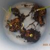 残っていたショウガ　5つ植え付けました　今年の発芽は32分の30でした
