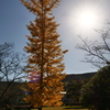 定光寺および定光寺公園の紅葉≪#1≫　ー 定光寺公園の紅葉と水鳥 ―