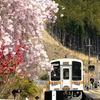 桜満開の名松線の終着駅「伊勢奥津」まで伊勢本街道でソロツーリング
