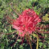 月曜日 彼岸花とお月様