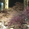 【桜便り】渋谷・桜丘の夜桜