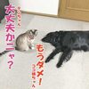 ココ姉ちゃん一進一退の戦い