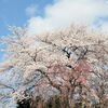 Sakura on Hirose river