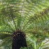 Singapore Botanic Gardensでシダを見よう！　後編