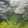 【東京】千鳥が淵の桜