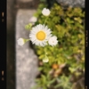 Photo No.1943 / 土日はあっという間