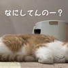 雨田甘夏、お断りです。【猫と体調と気分事情】