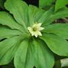 2018年7月24日(火)～25日(水)　西穂独標への山行で見た植物たち