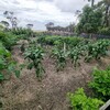 【家庭菜園】家庭菜園の作り方と成長の記録