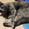 ハル、さかりでウニャウニャ😽