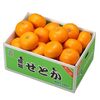 2262：本物がわからなくされる時代