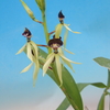 Encyclia Green Hornet 