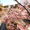 広島県尾道市の耕三寺に咲いていた桜です ③  ‥