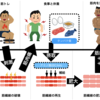 【筋トレ】配合量で選ぶ11種プロテインのコスパ比較