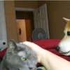 「私を撫でて！」猫が撫でられるのを邪魔する柴犬！の動画