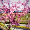 ＪＲ根岸線　陽光桜