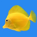 noppochan