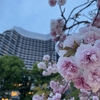 兜と八重桜と東京駅赤煉瓦