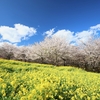 2025年　赤城千本桜まつりと芝桜