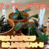 ブセファランドラ水上化方法！水上化のメリットや注意点コツも紹介！