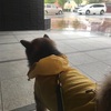 雨、そして狂犬病注射と猫。