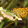 セセリチョウたち 2015 ９月