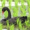 水田にコクチョウ飛来