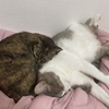 今日の猫様