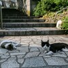 尾道と鞆の浦で撮ってきた猫の写真を貼っていくよ