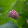 ❁雨の不忍池😄