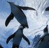 サンシャイン水族館を対象にフィールドワーク