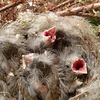 野鳥のヒナは性格さまざま。すぐ口を開ける派と、開けない派。