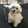 謎の左耳。