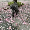 のせのせ。
