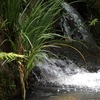 植物園散歩（7月）