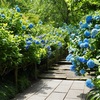 朝の散歩と紫陽花の風景──ゆっくり歩くことの効能