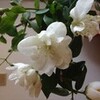 白い花と香り