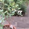 開花記録：スズランの木　ゼノビア