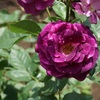 駅からハイキングで平塚の薔薇を楽しむ1（八幡山公園）