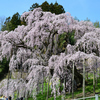 滝桜　花から葉へ