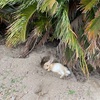 大久野島　うさぎ島に来てみた